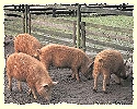 Wollschwein-Nachwuchs im Tierpark Kunsterspring
