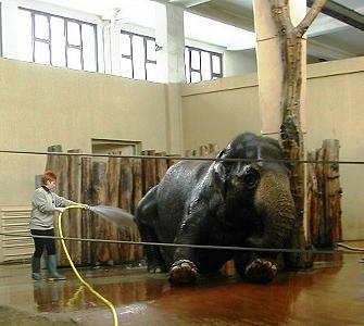 Elefanten-Reinigung